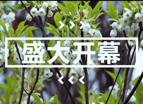 梧桐山花卉宣传片